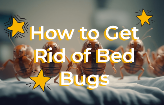 how-to-get-rid-of-bed-bugs