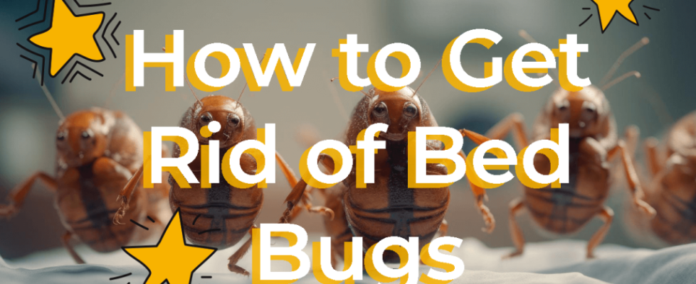 how-to-get-rid-of-bed-bugs